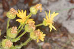 Godfrey's goldenaster